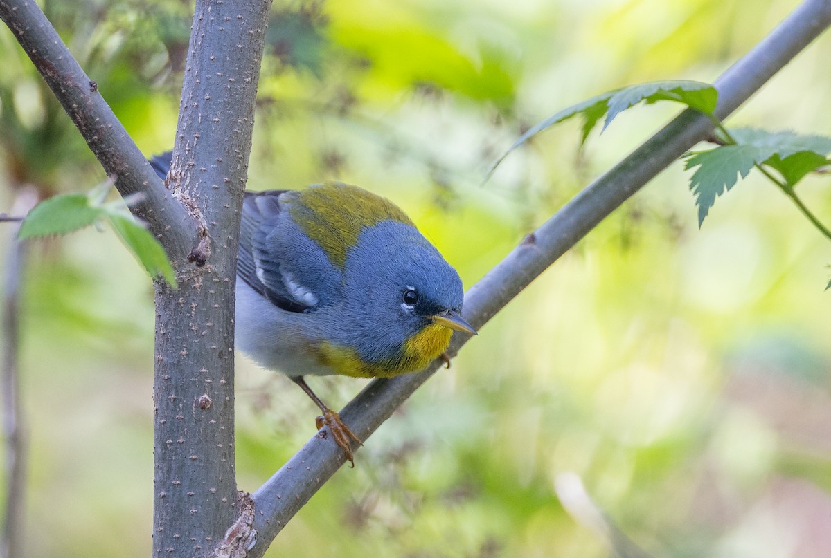 Northern Parula - ML620281901