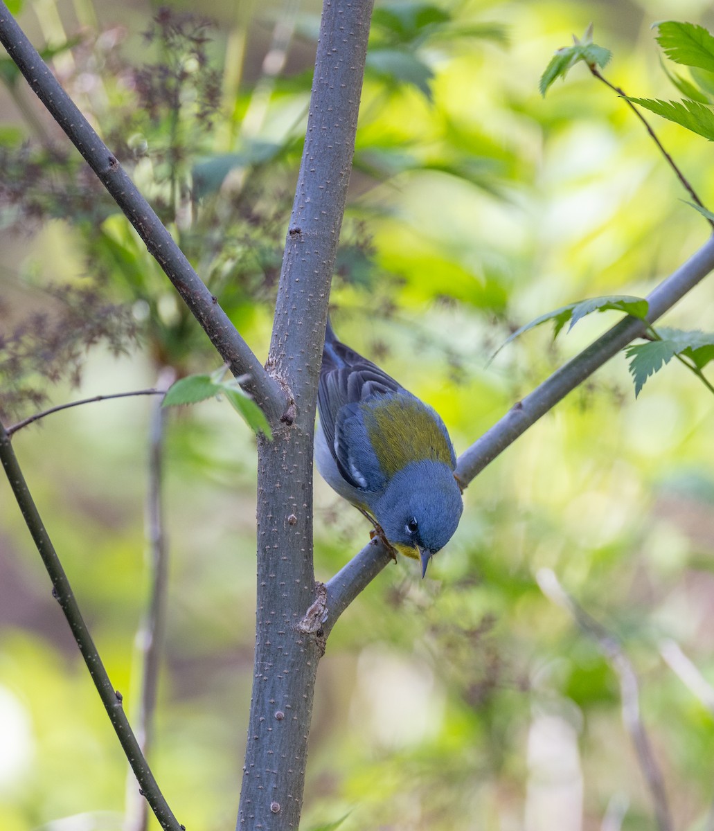 Northern Parula - ML620281902