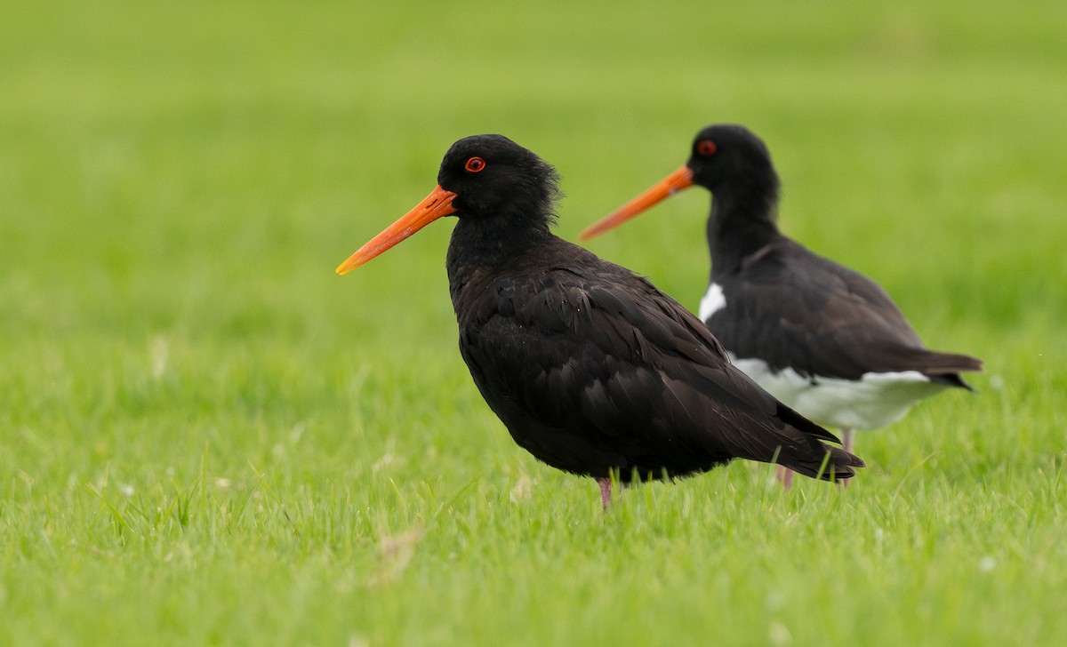 Neuseeland-Austernfischer - ML620281905