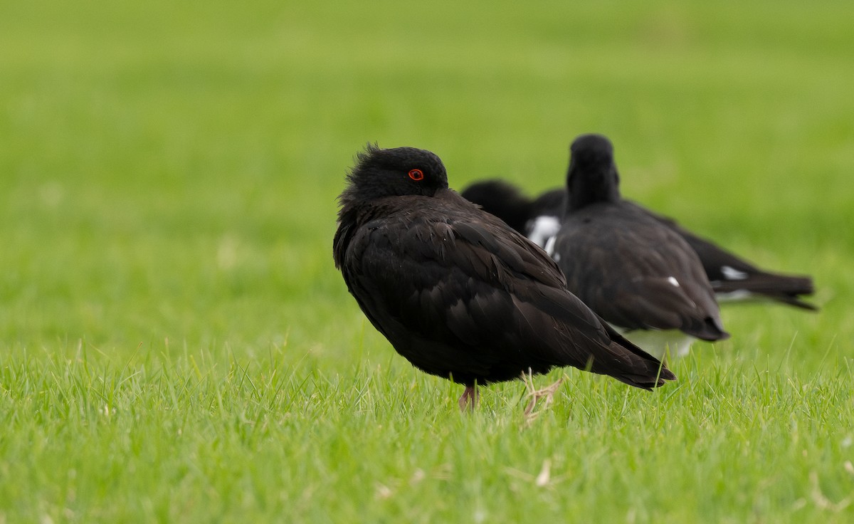 Variable Oystercatcher - ML620281906