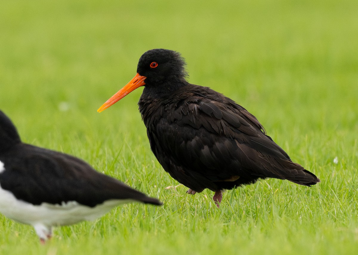 Variable Oystercatcher - ML620281907