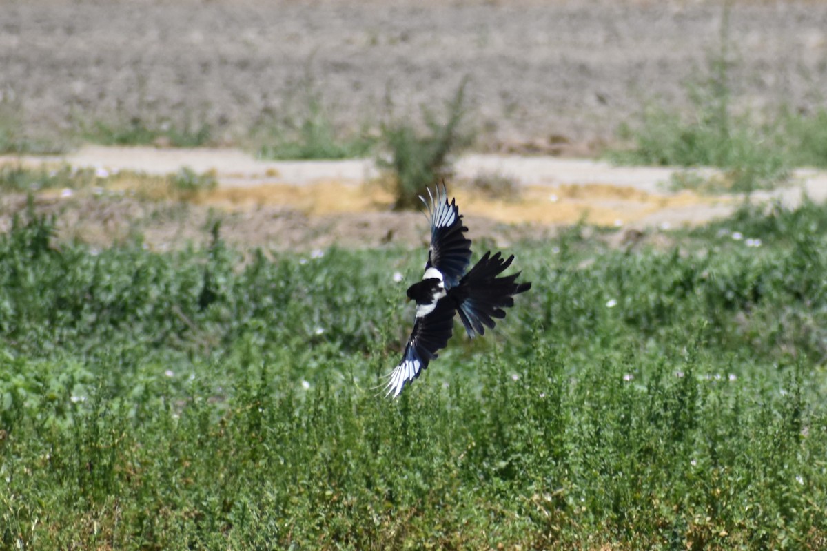 Yellow-billed Magpie - ML620281911