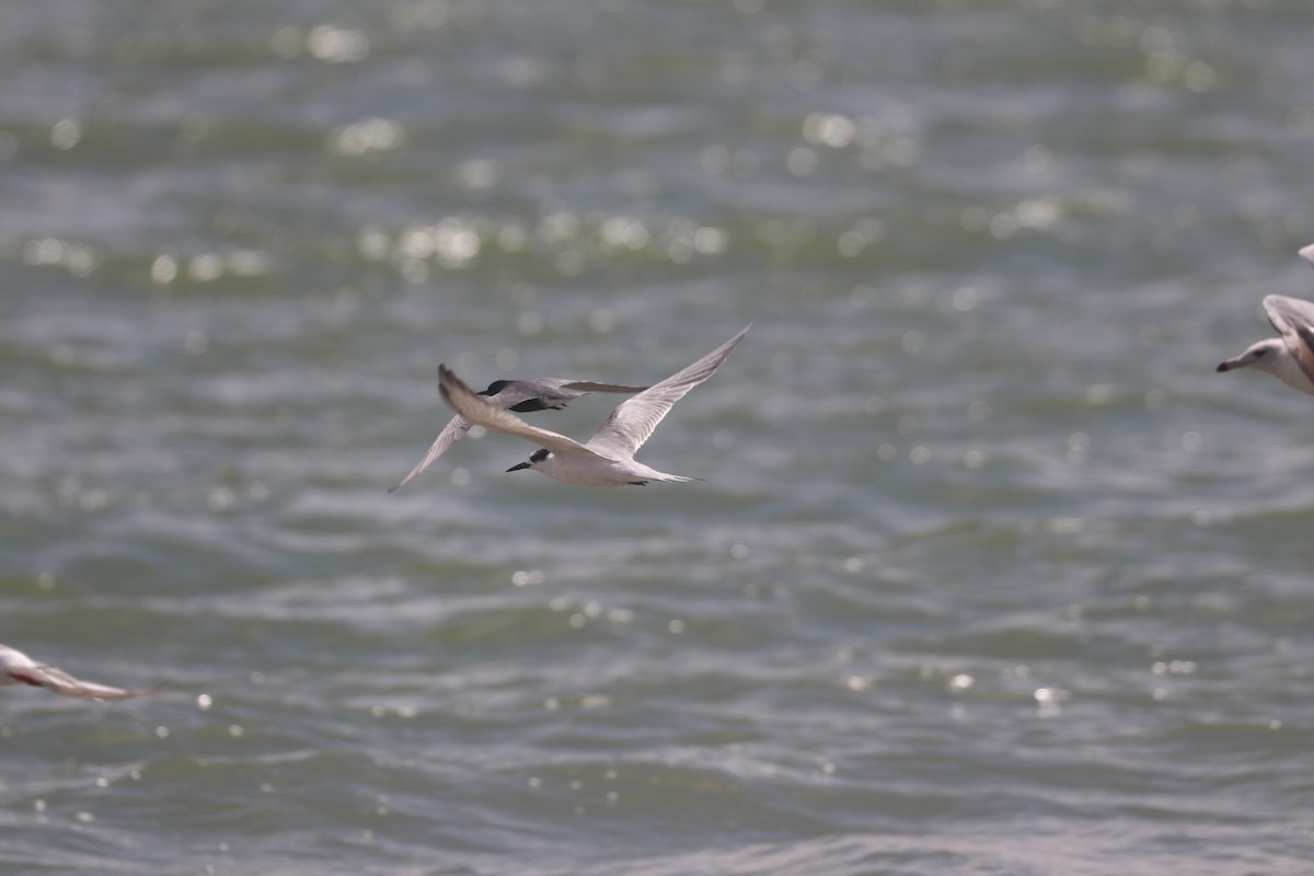 Common Tern - ML620281912