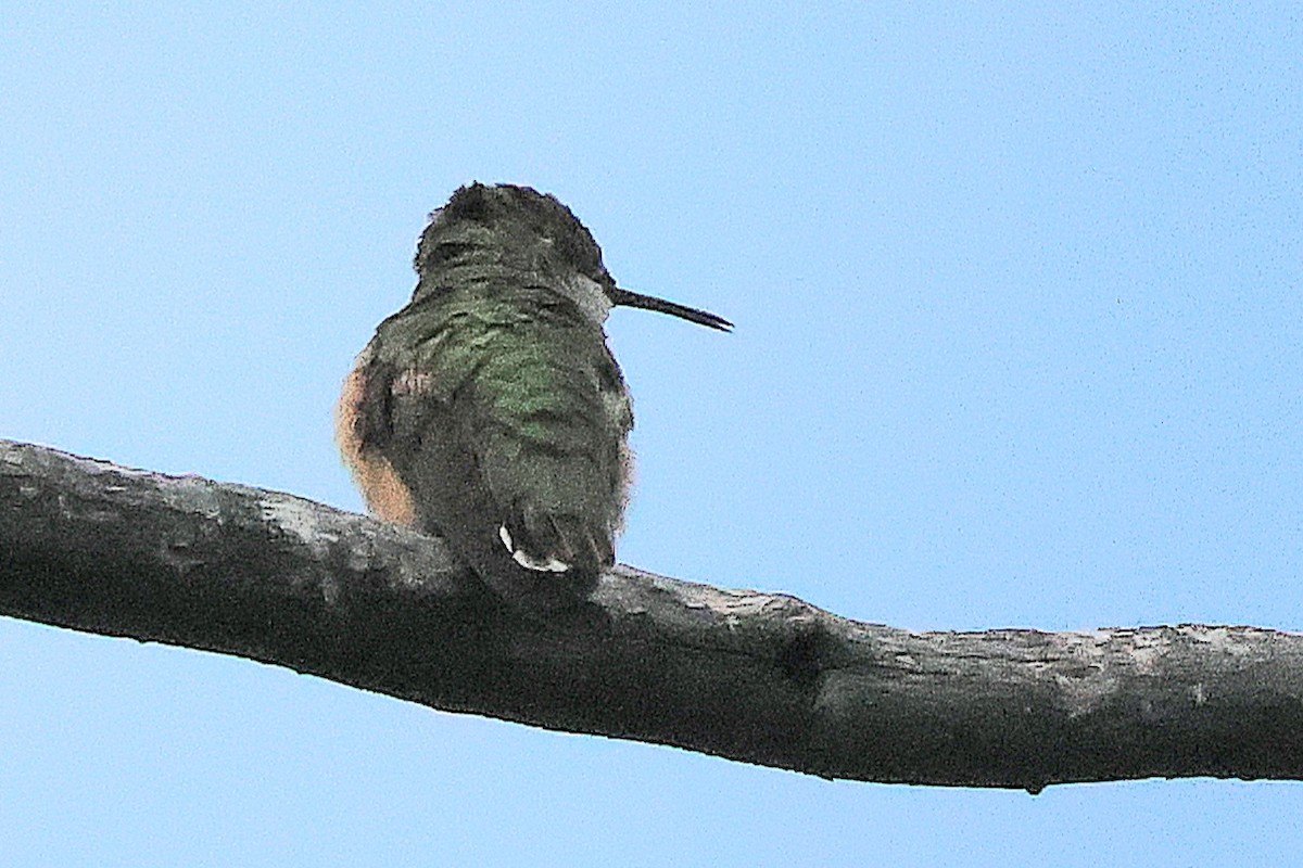 Calliope Hummingbird - ML620281921