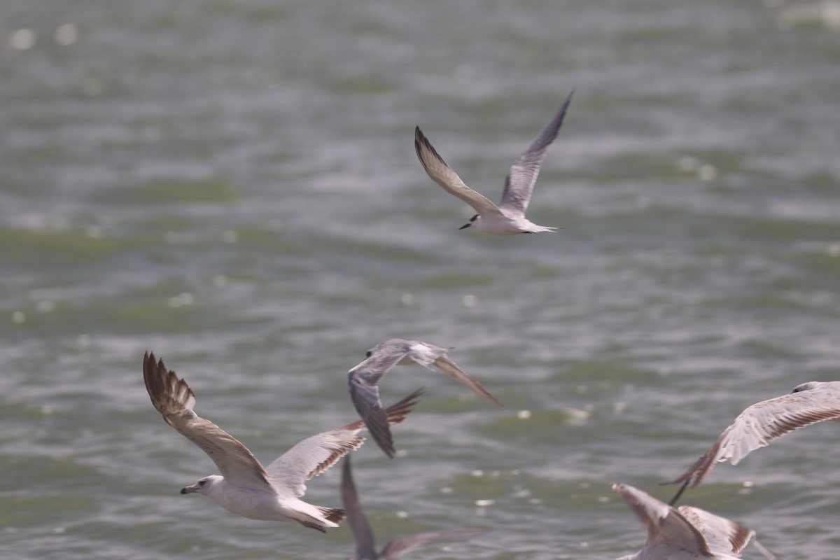 Common Tern - ML620281923