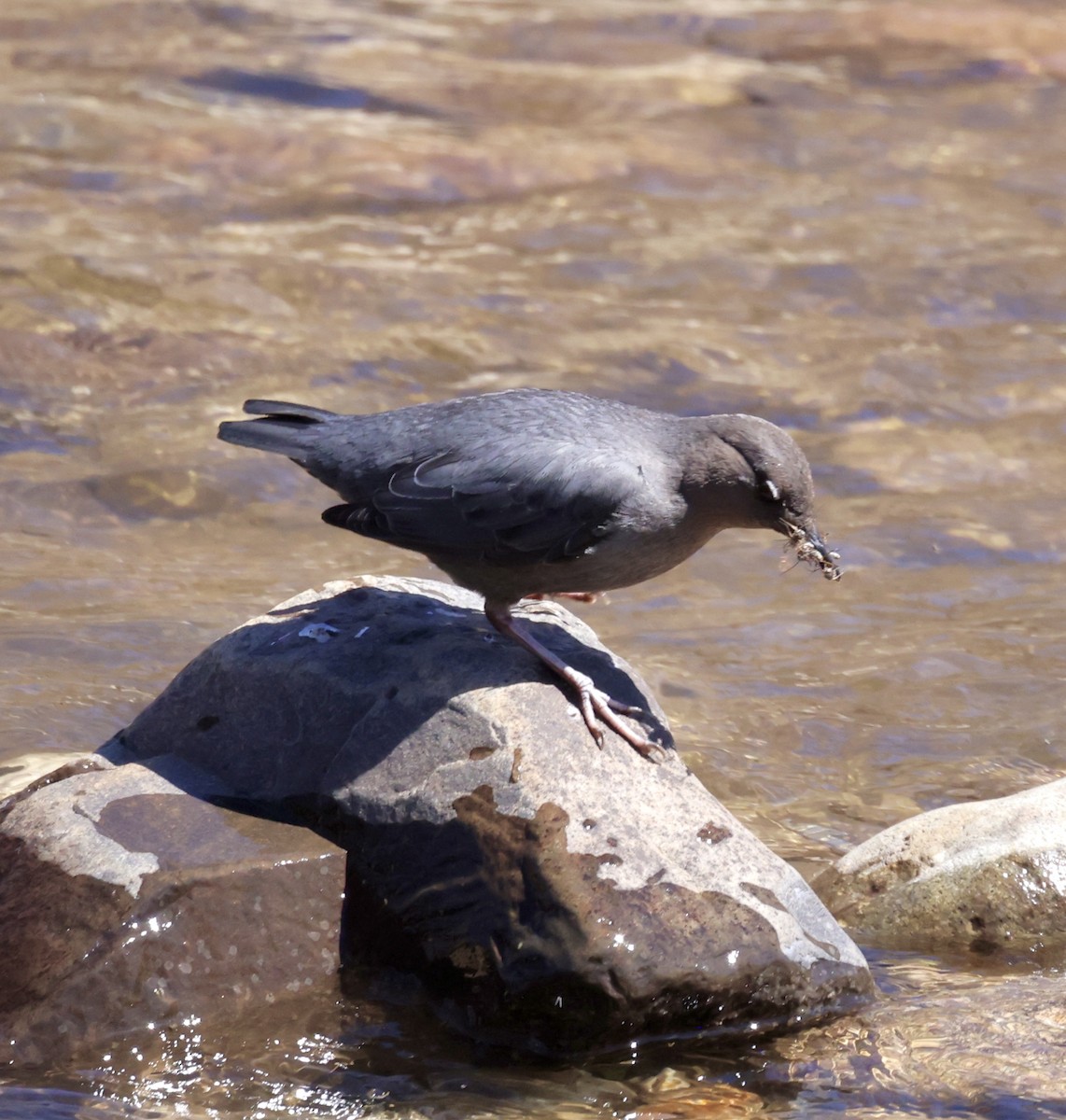 American Dipper - ML620281927