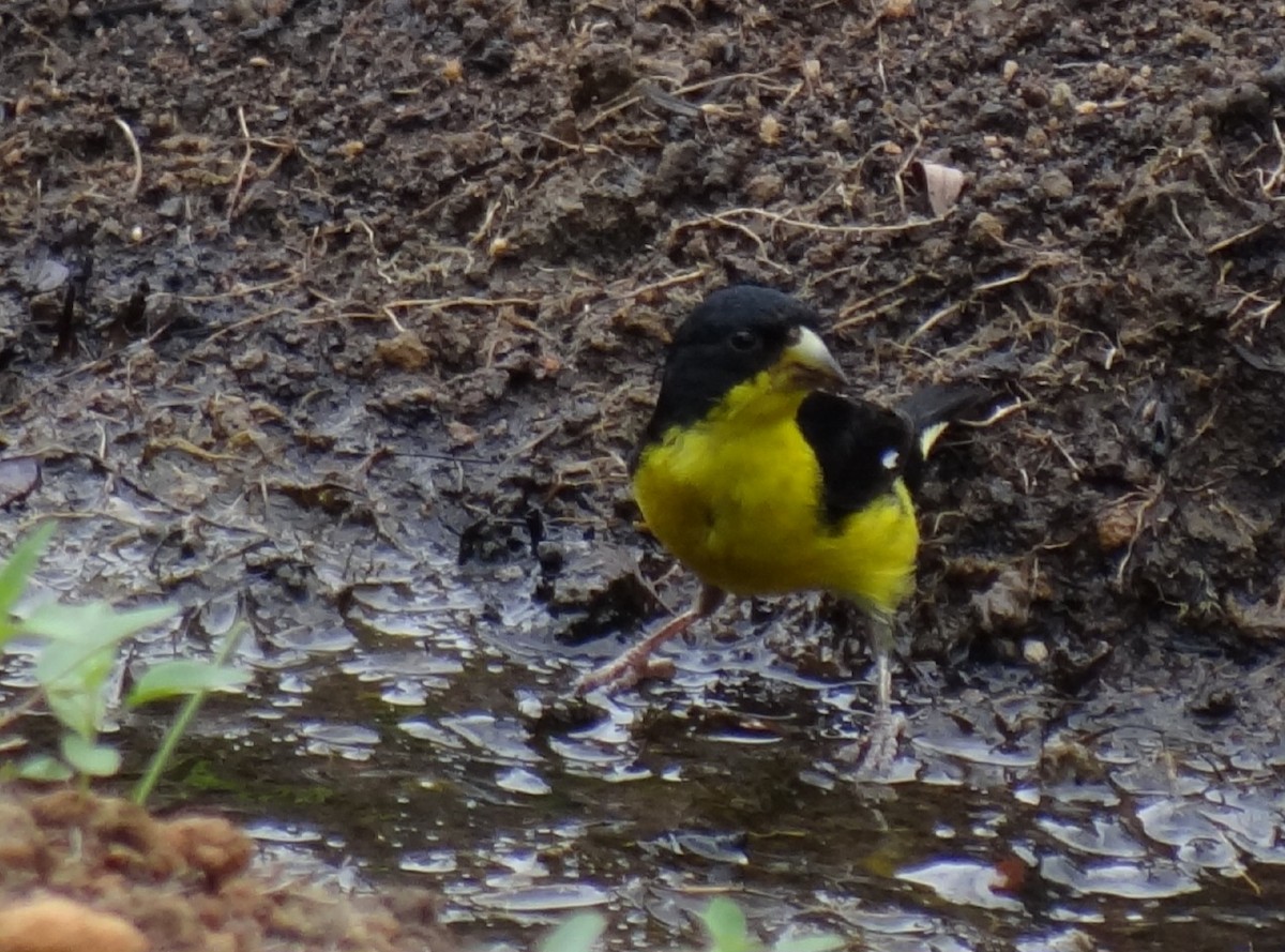 Lesser Goldfinch - ML620281930