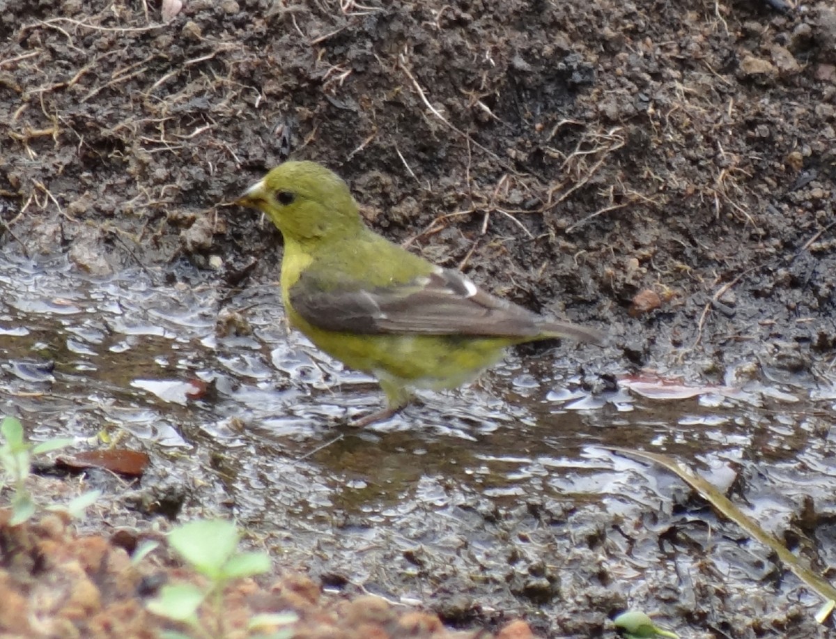 Lesser Goldfinch - ML620281932