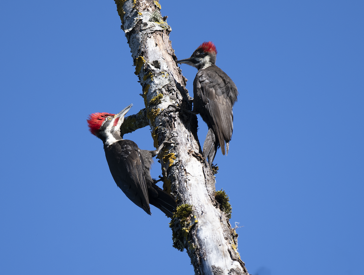 Pileated Woodpecker - ML620281936