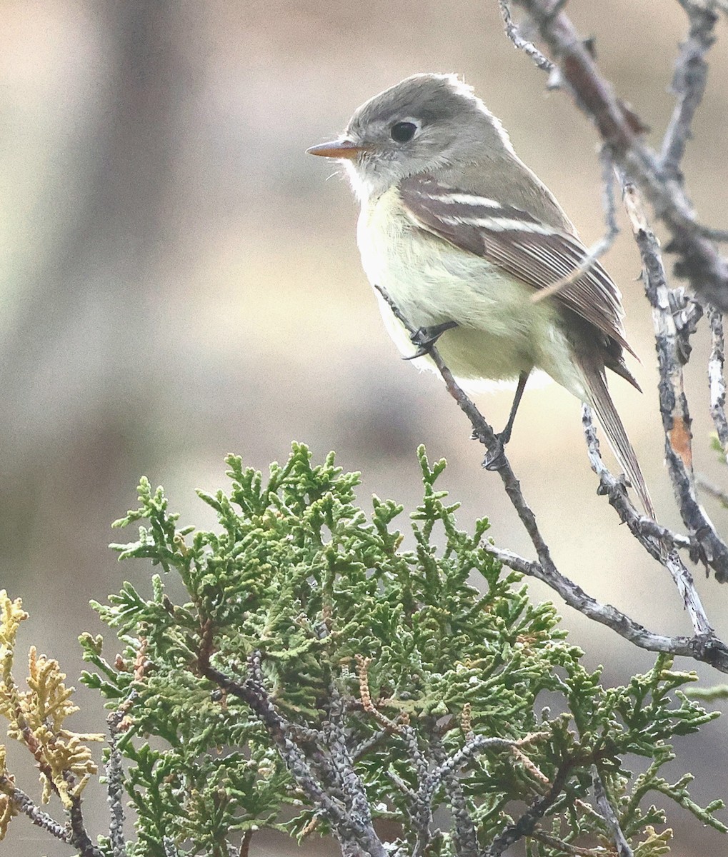 Western Flycatcher - ML620281940