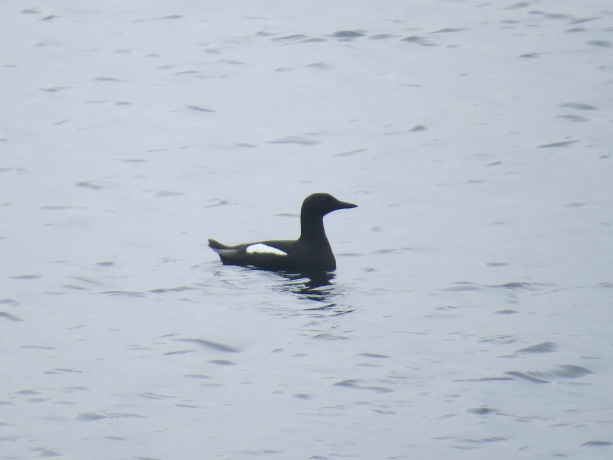 Black Guillemot - ML620281941