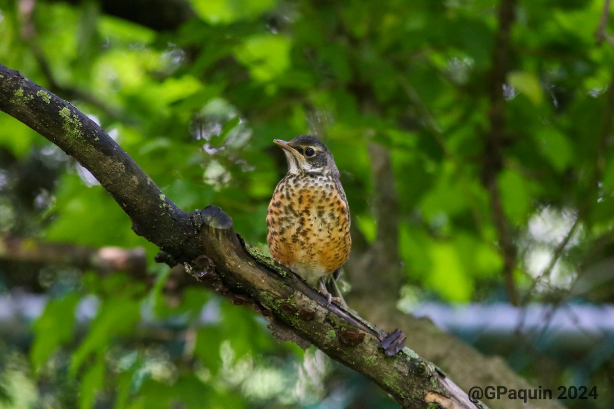 American Robin - ML620281943