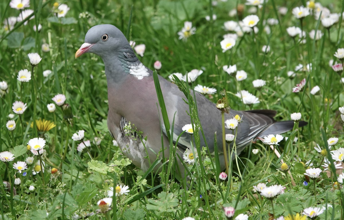 Common Wood-Pigeon - ML620281944