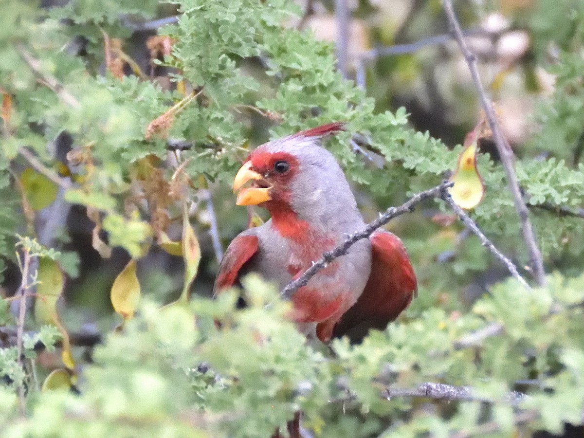 Cardinal pyrrhuloxia - ML620281946