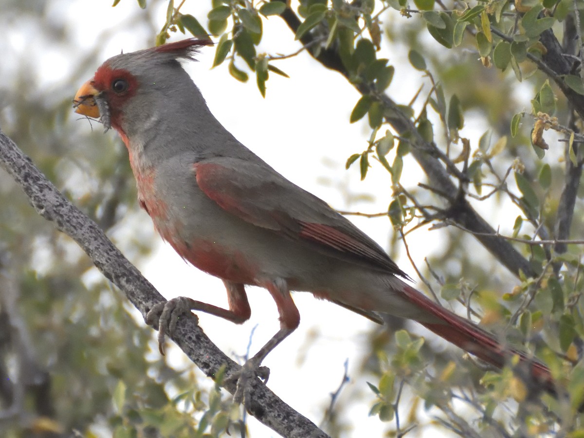 Cardinal pyrrhuloxia - ML620281947