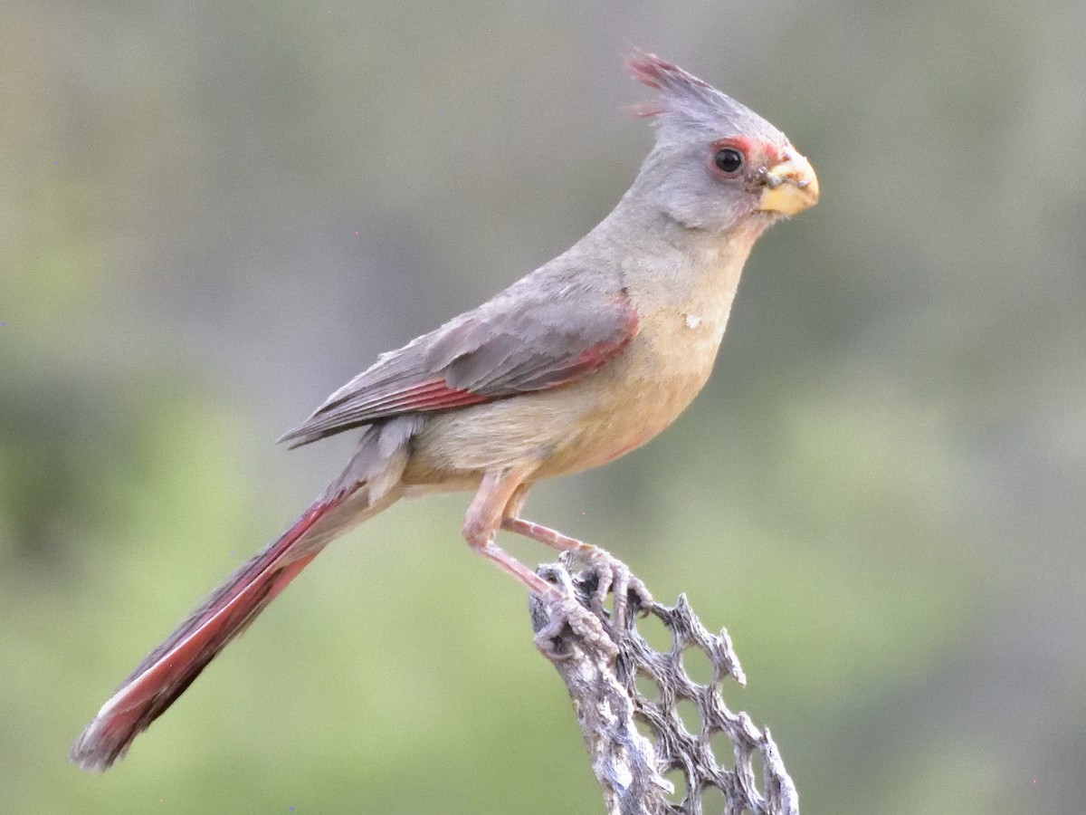 Cardinal pyrrhuloxia - ML620281948