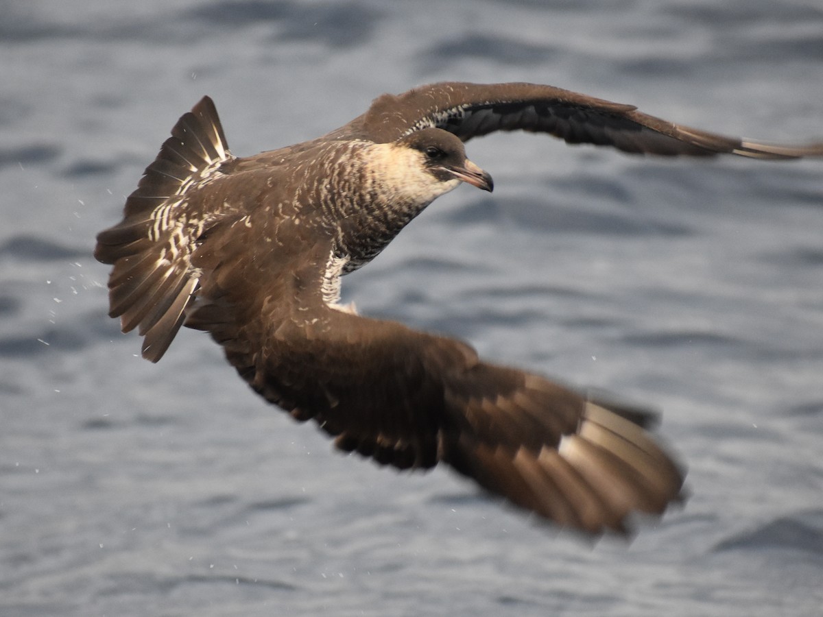 Pomarine Jaeger - Tom Marvel