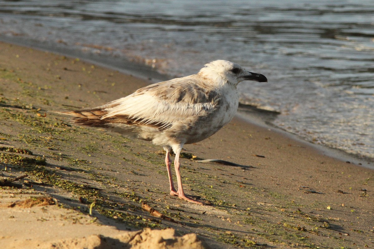 Herring Gull - ML620281951