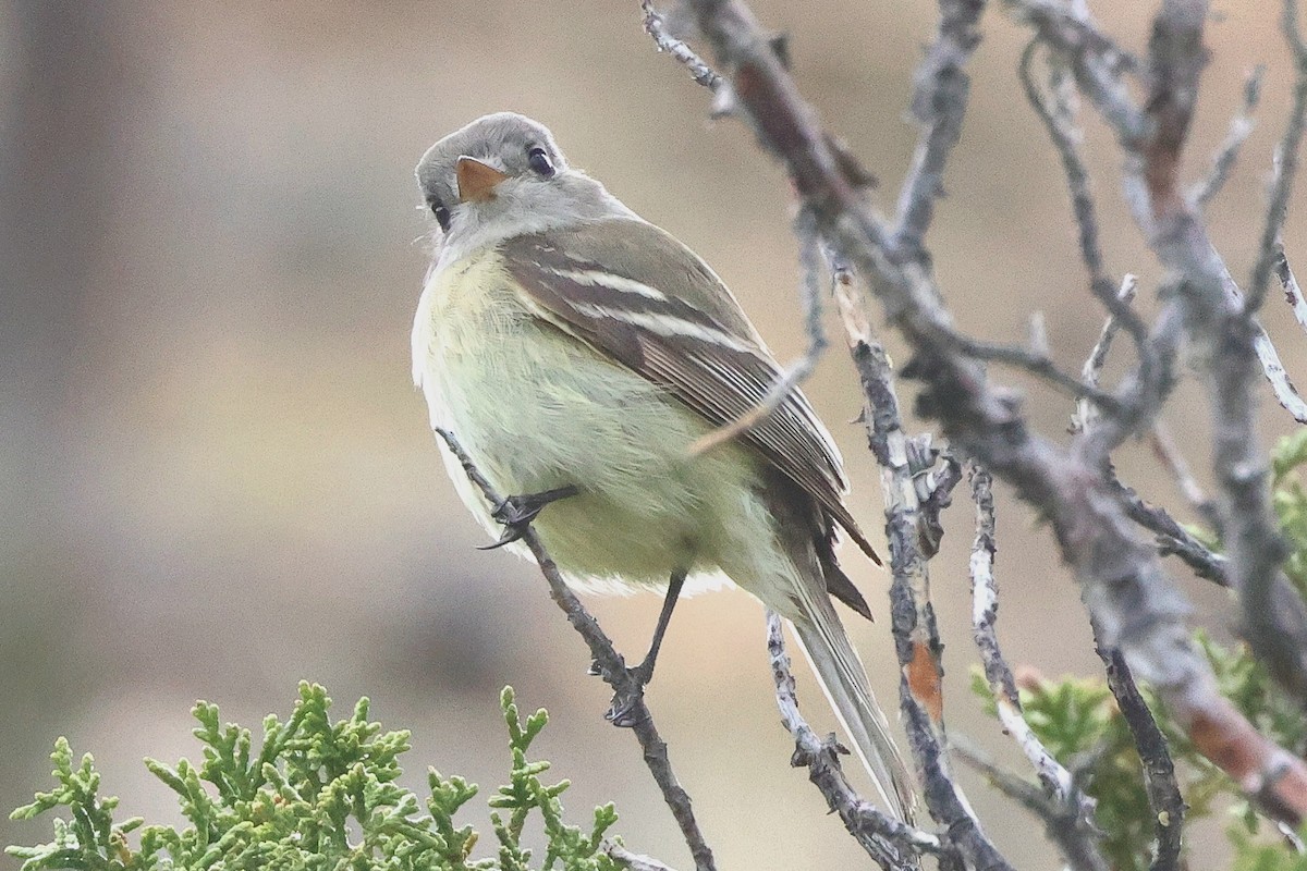 Western Flycatcher - ML620281953