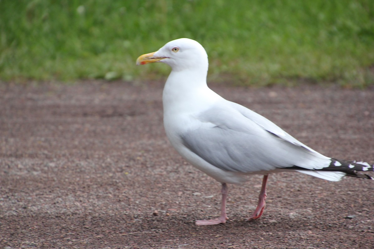 Gaviota Argéntea - ML620281954