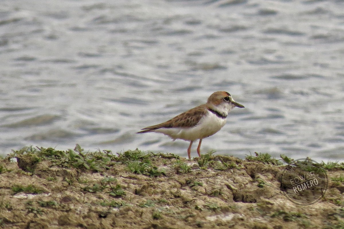 Collared Plover - ML620281958