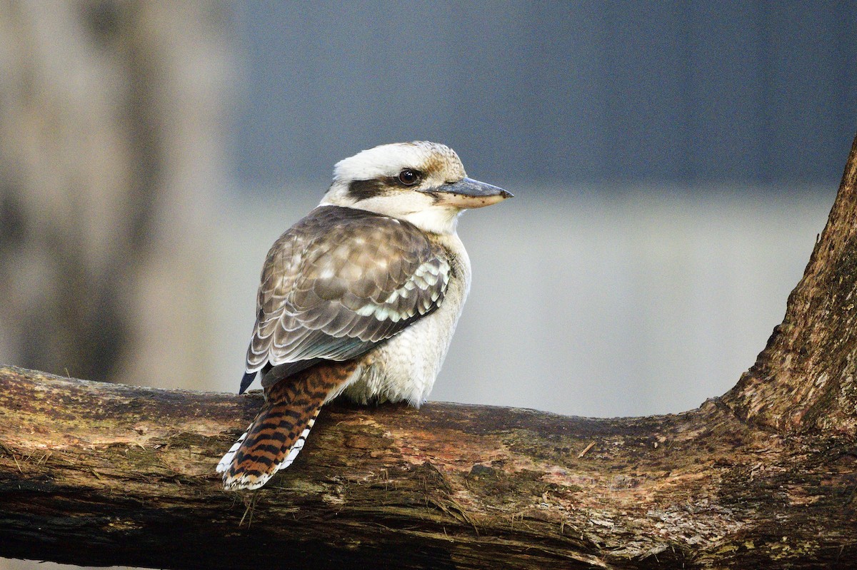 Laughing Kookaburra - ML620281961