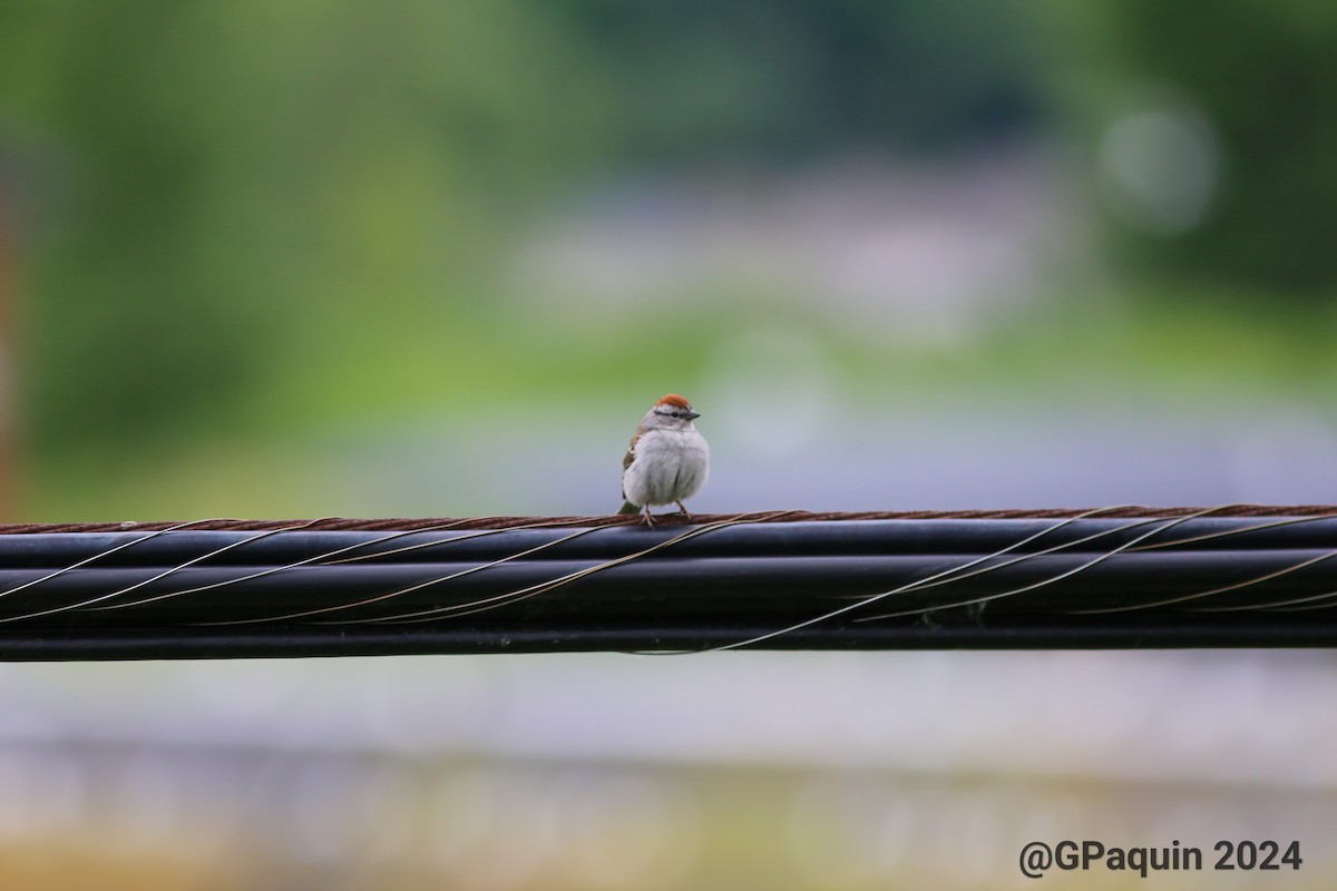 Chipping Sparrow - ML620281962