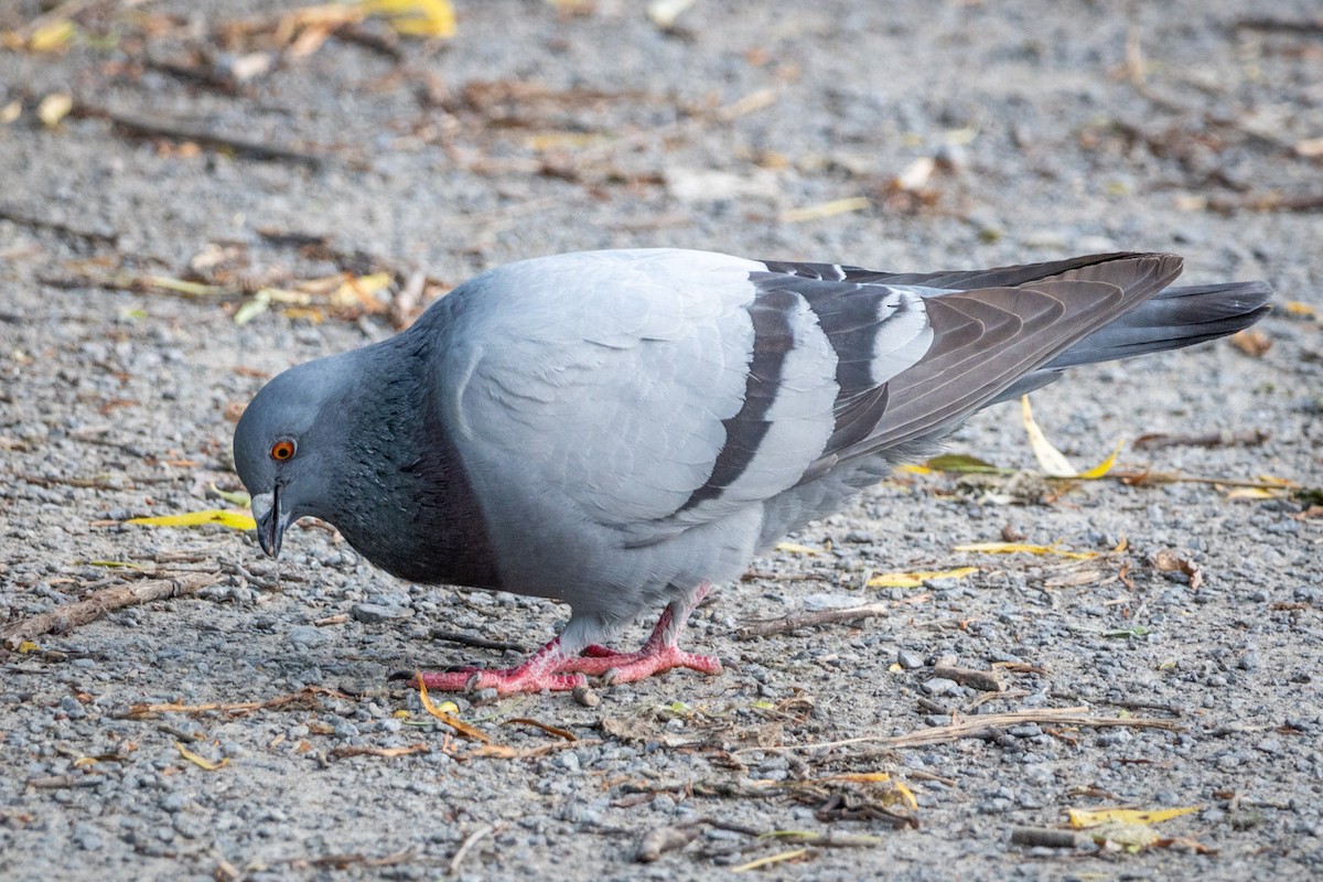 Rock Pigeon (Feral Pigeon) - ML620281965