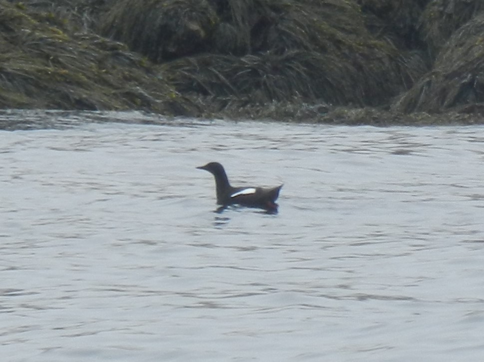 Black Guillemot - ML620281966