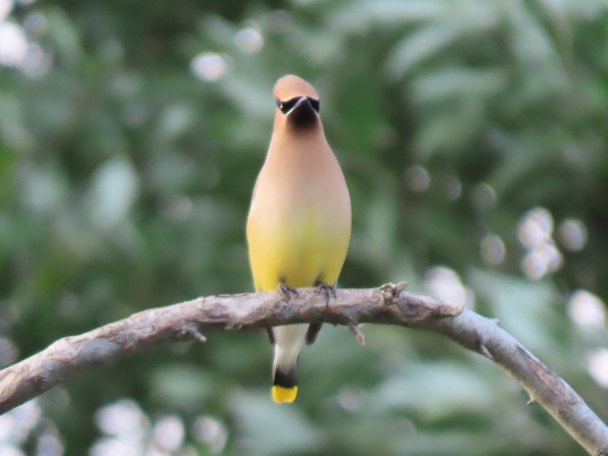 Cedar Waxwing - ML620281972