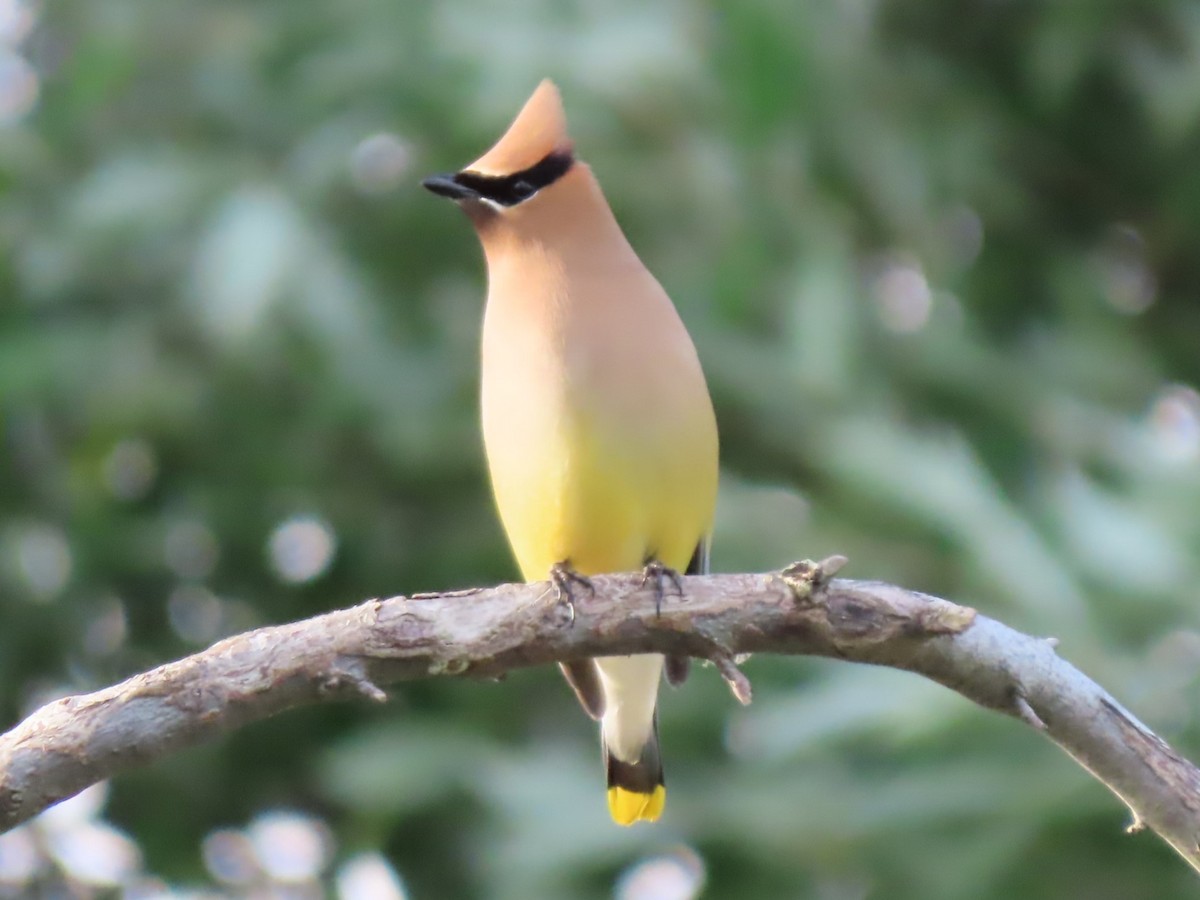 Cedar Waxwing - ML620281973