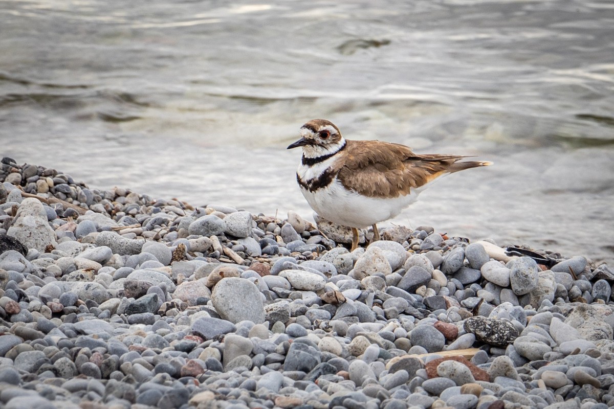 Killdeer - ML620281977