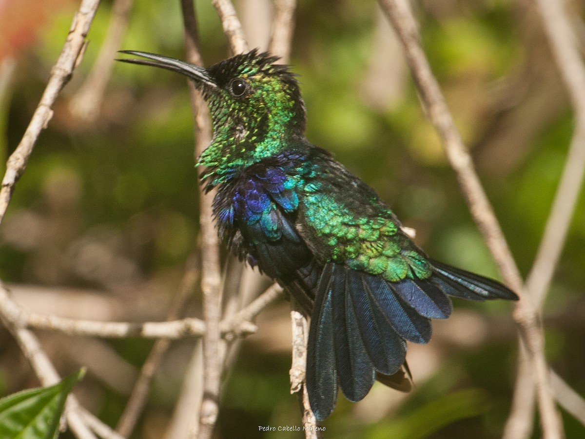 Crowned Woodnymph - ML620281982