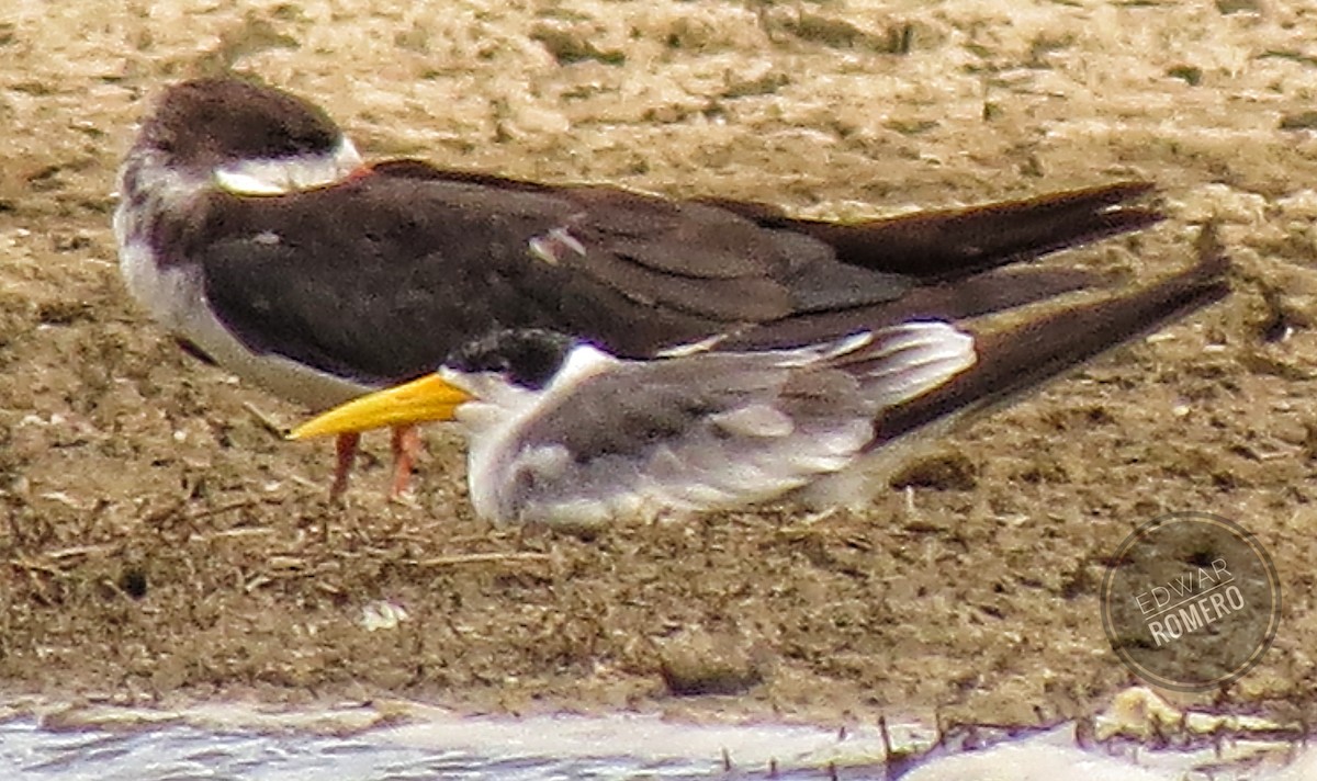 Large-billed Tern - ML620281985