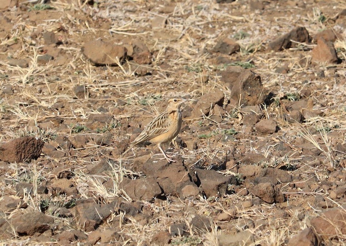 Tawny Lark - ML620281987