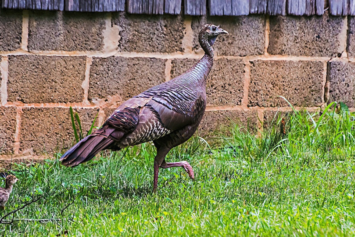 Wild Turkey - ML620281988