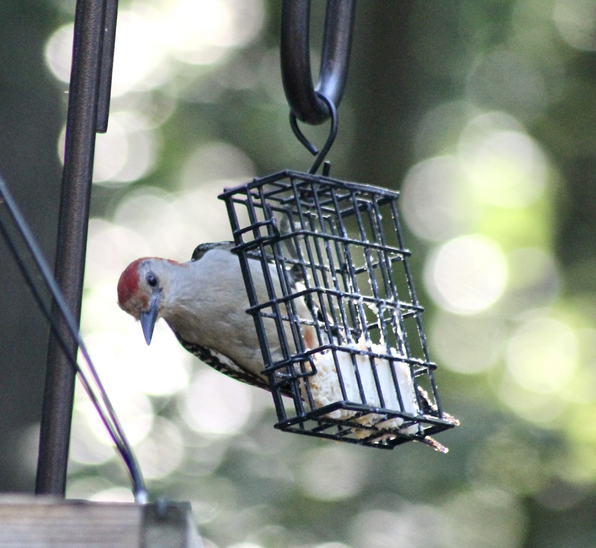 Red-bellied Woodpecker - ML620281991