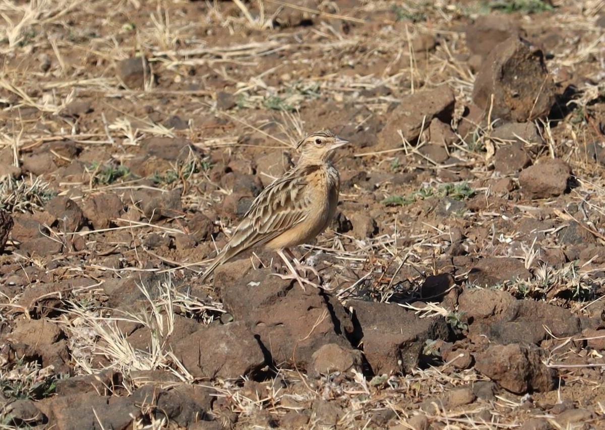 Tawny Lark - Pete Shen