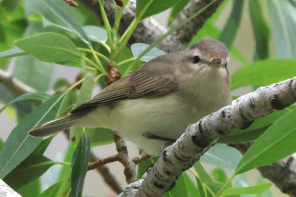 Warbling Vireo - ML620281995