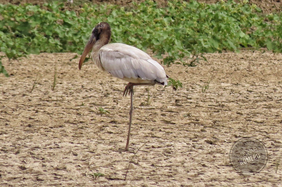 Wood Stork - ML620281996