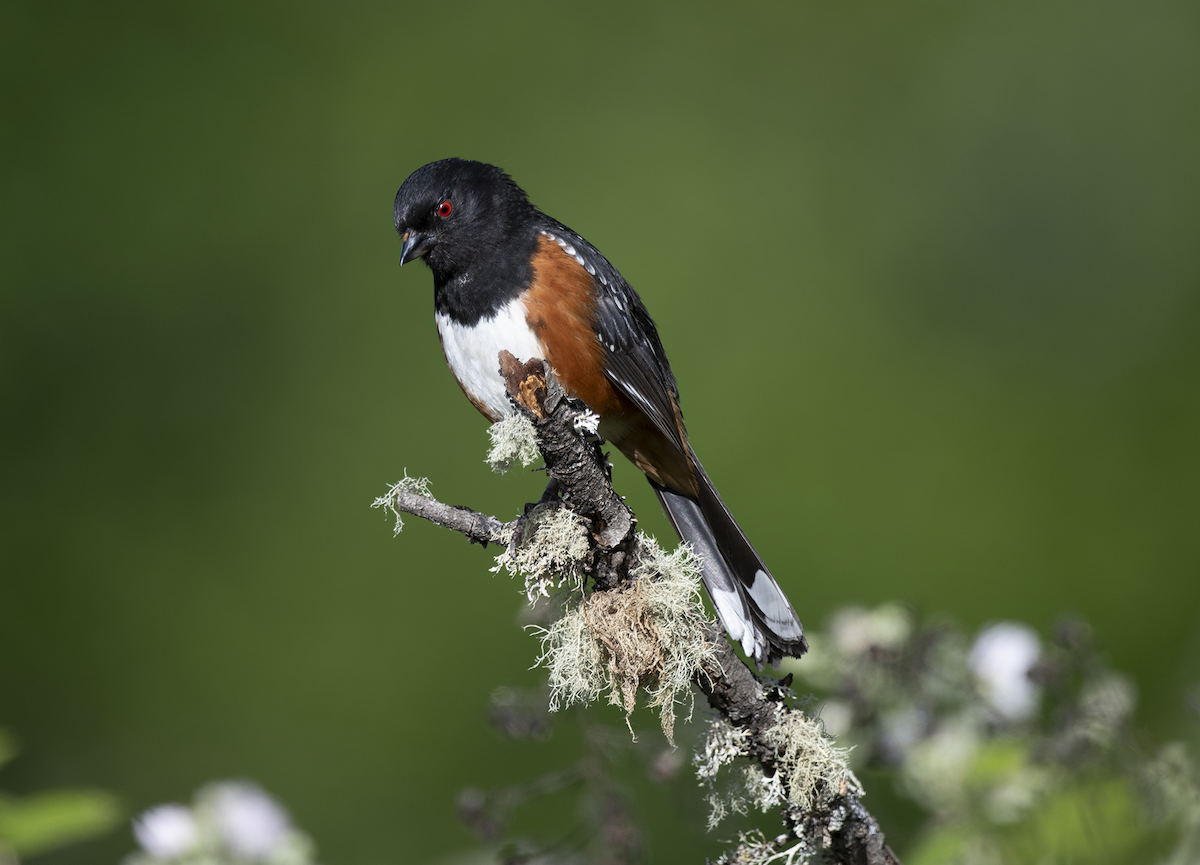 Spotted Towhee - ML620282001