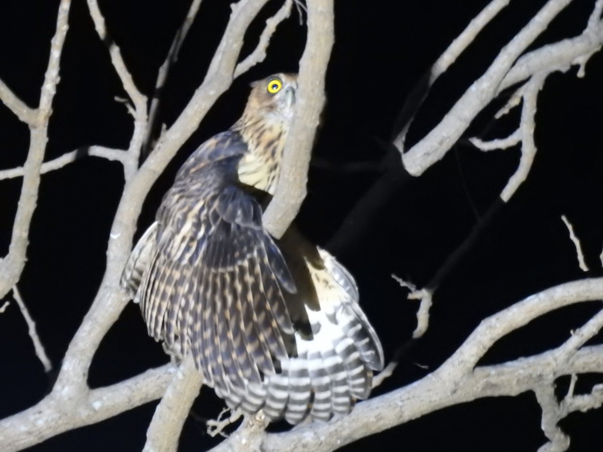 Philippine Eagle-Owl - ML620282002