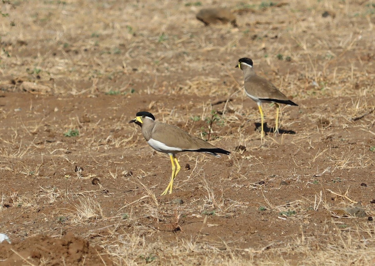 Yellow-wattled Lapwing - ML620282012