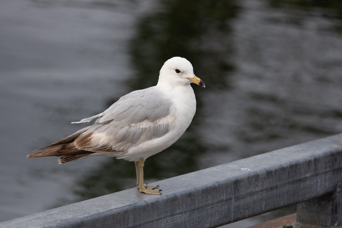 Ring-billed Gull - ML620282015