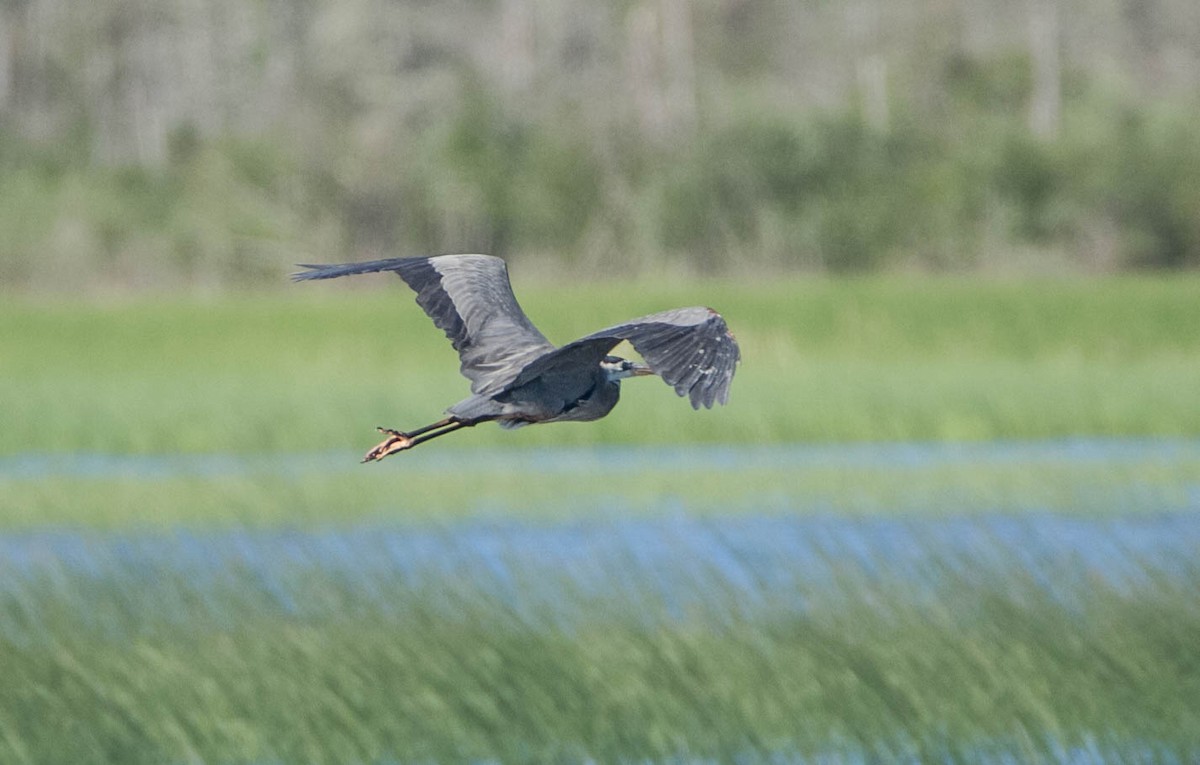 Great Blue Heron - ML620282018