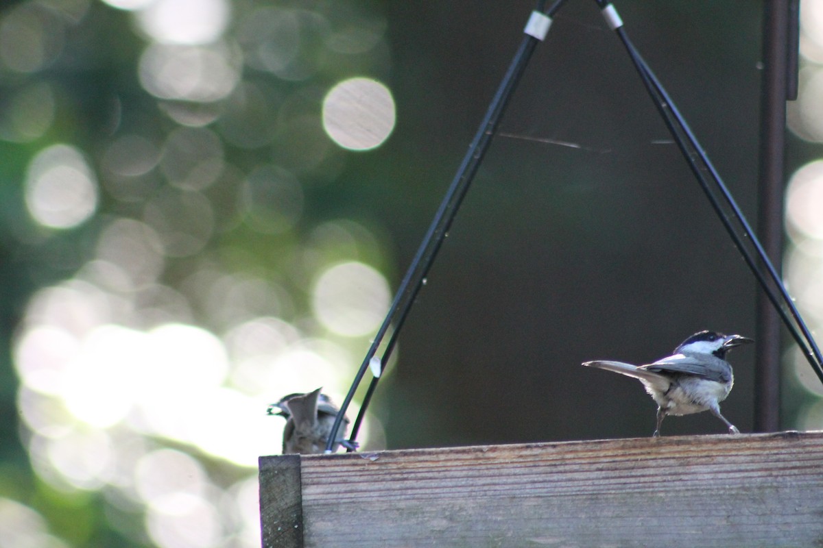 Carolina Chickadee - ML620282019