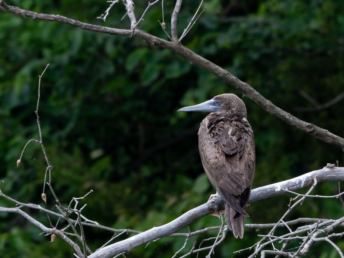 Brown Booby - ML620282020