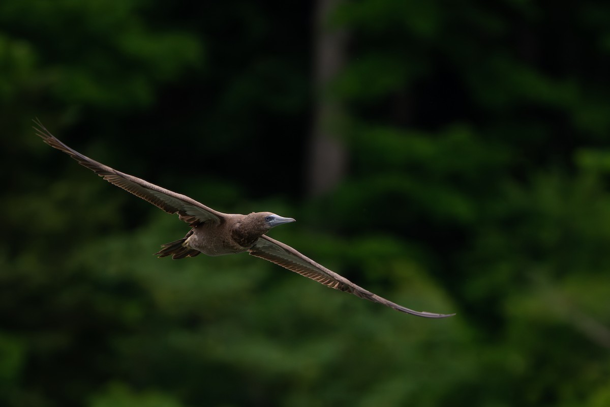 Brown Booby - ML620282021