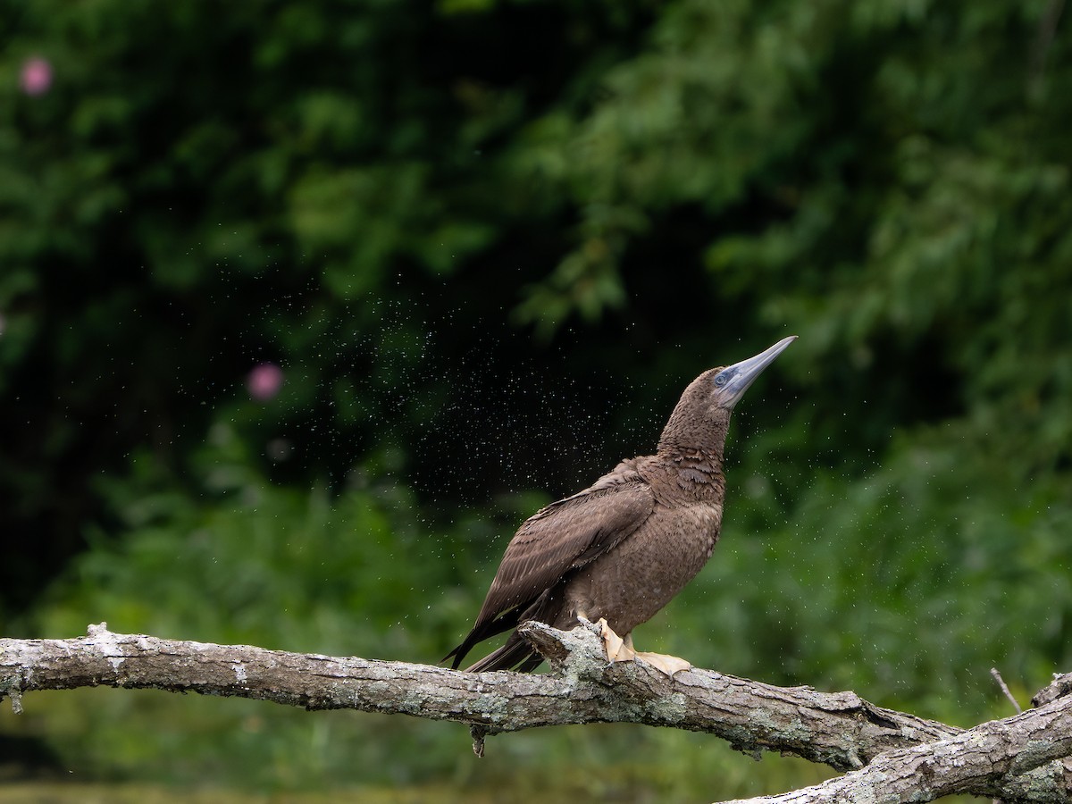 Brown Booby - ML620282024