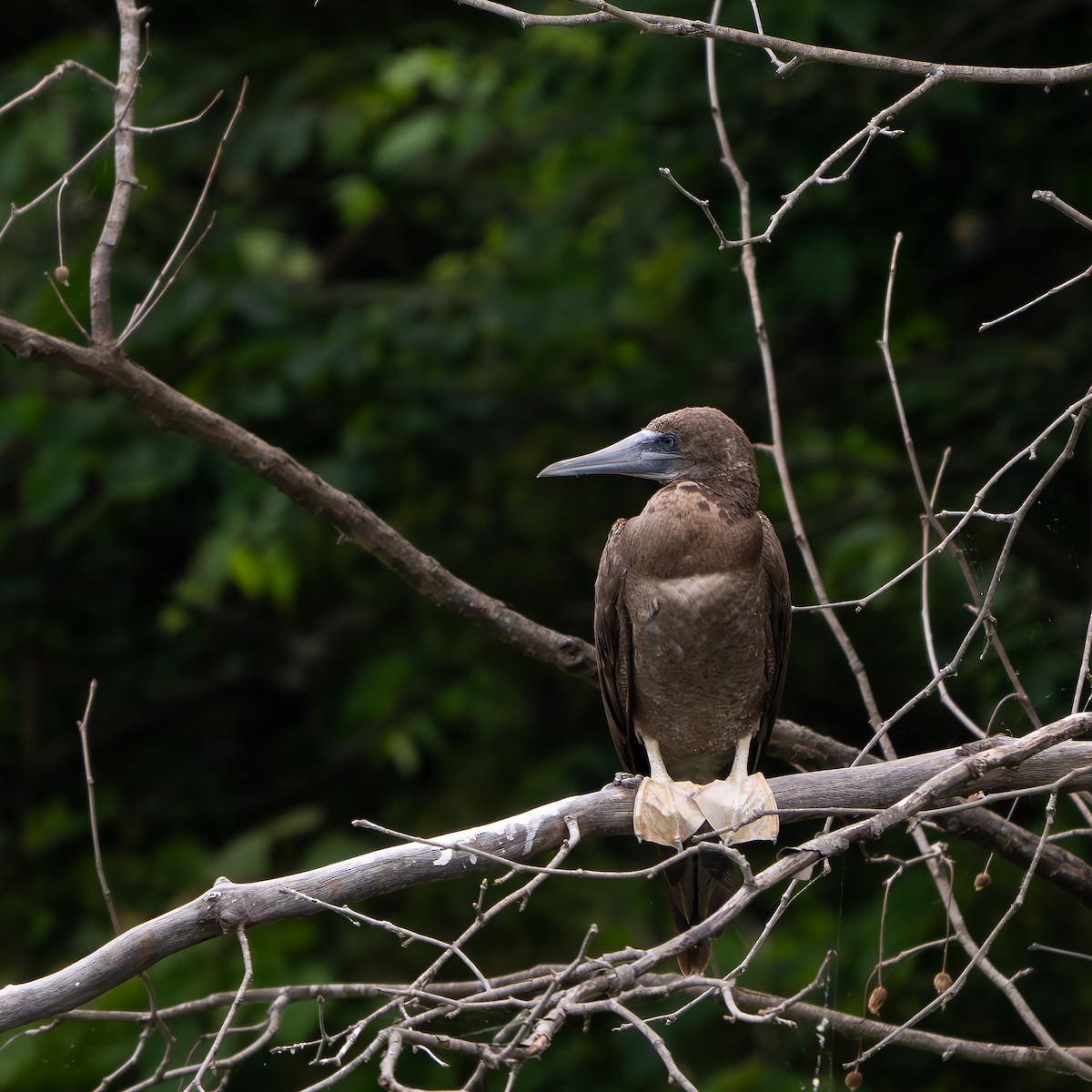 Brown Booby - ML620282025